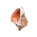 This is a watercolor painting of a Conch seashell on a white background. 